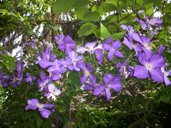 DSCI0924 - flori din gradina mea