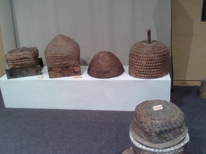 Imagine1141 - ApiMondia