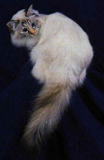 BIRMANEZABIS