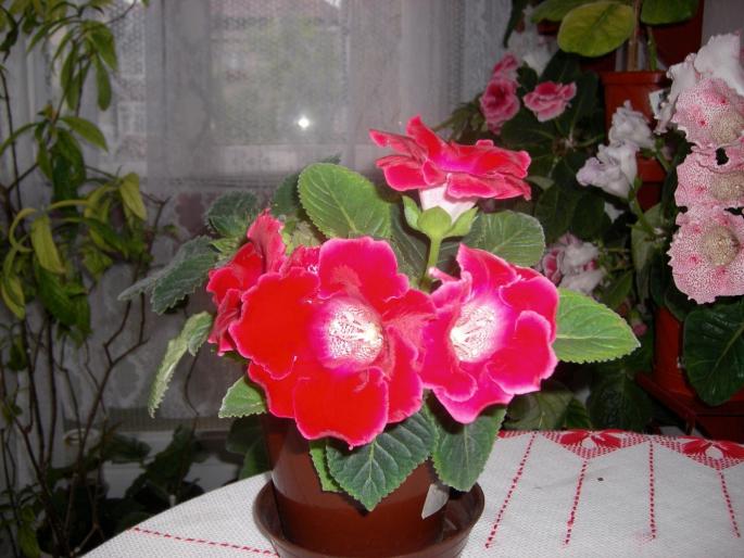 Flori-2008 003