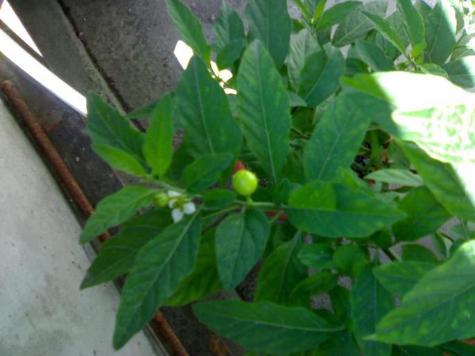 Solanum capsicastrum-fructe si flori - Solanum capsicastrum 2008