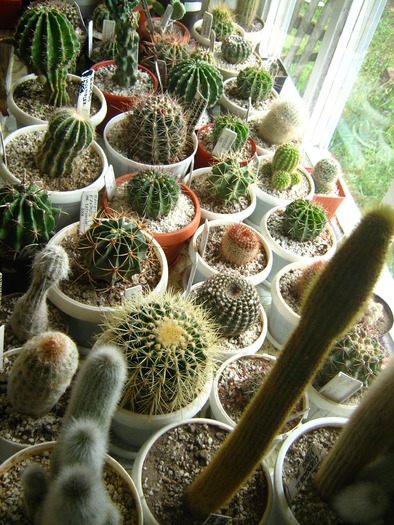 Picture 012 - cactusii mei