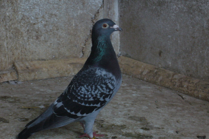 achizitie noua! - poze cu porumbei mai vechi