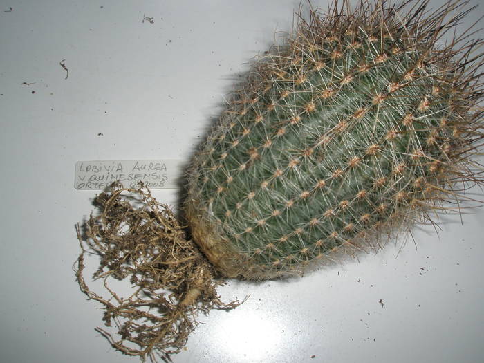 Lobivia aurea v. quinesensis