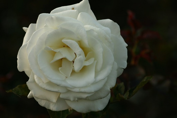 a13 - Trandafiri albi