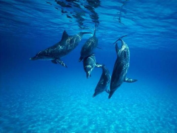 Poze Delfini_ Poze cu Animale_ Imagini Delfini_Grup de delfini