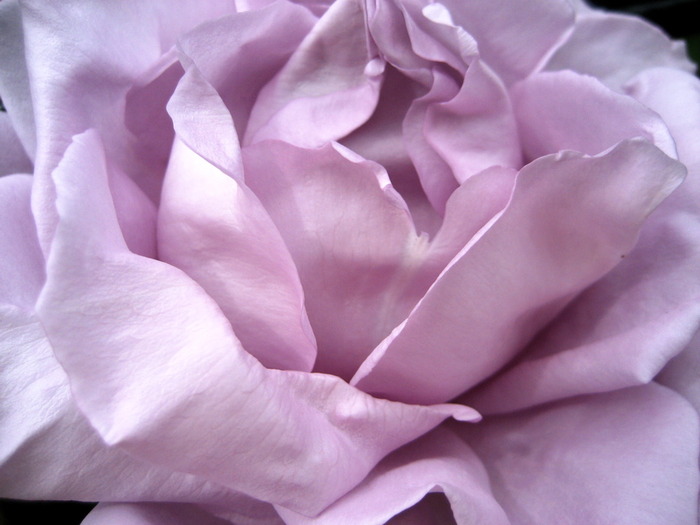 3 - Trandafiri roz