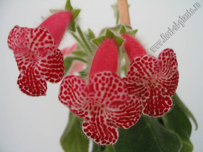 Kohleria Monte Friendship 2