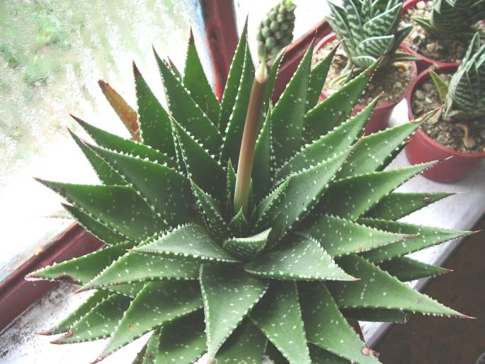 IMGP1761 - Suculente