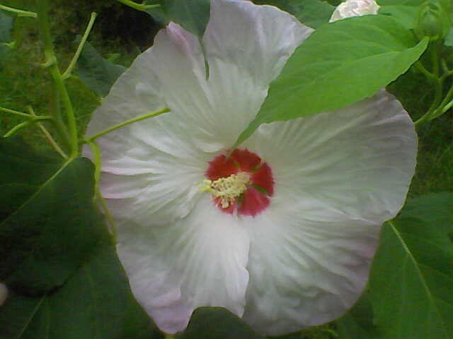 Picture 008 - hibiscus moscheutos