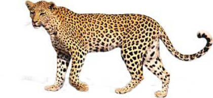 ghepard[1] - gheparzi