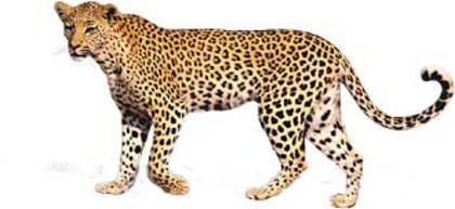 ghepard[1]