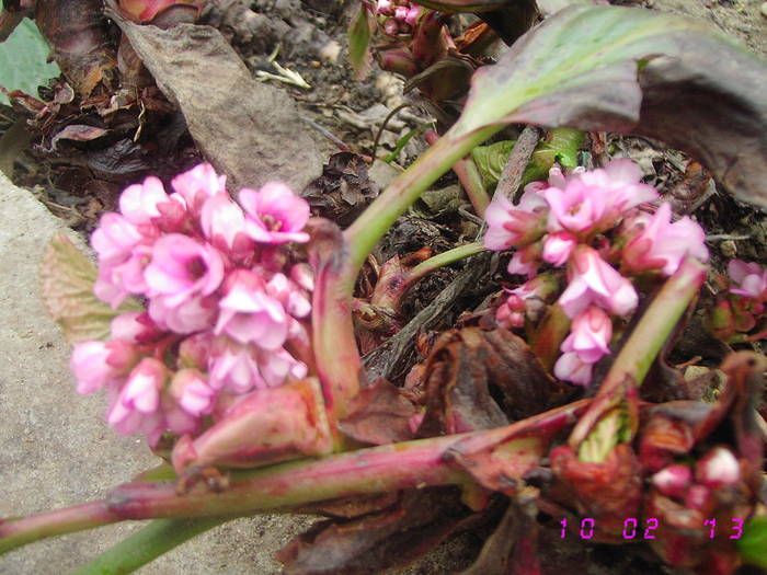 Bergenia