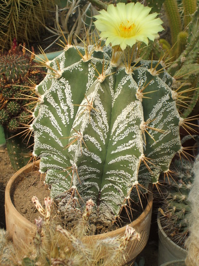 Astrophytum ornatum - ceva mai recent