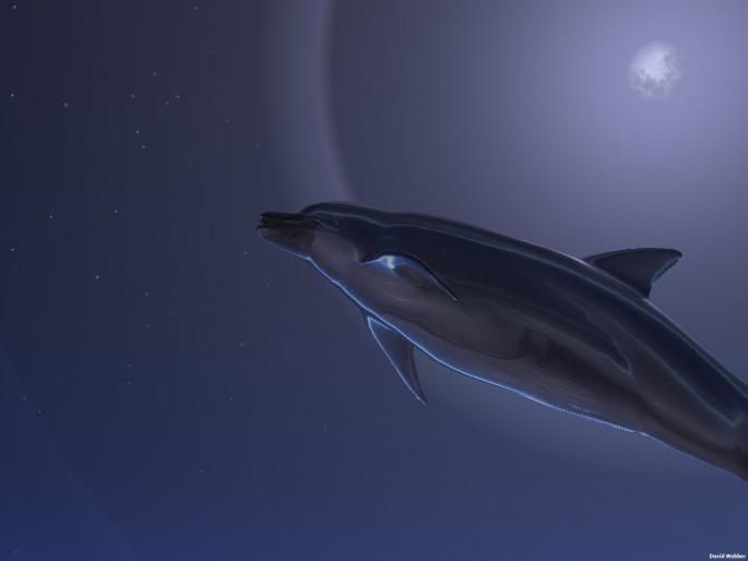 IQVDTFYFSKBZMMLXGPA[1] - poze delfini si cativa pestisori