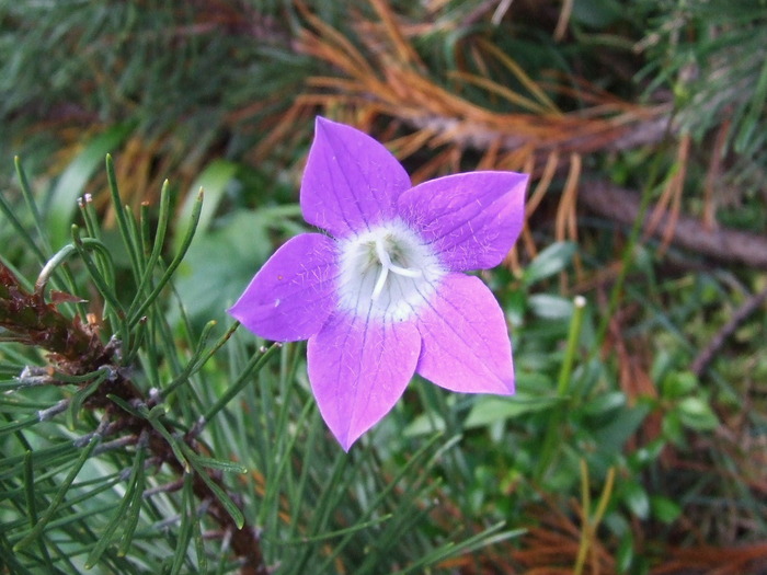 2009_08210110; Romania
