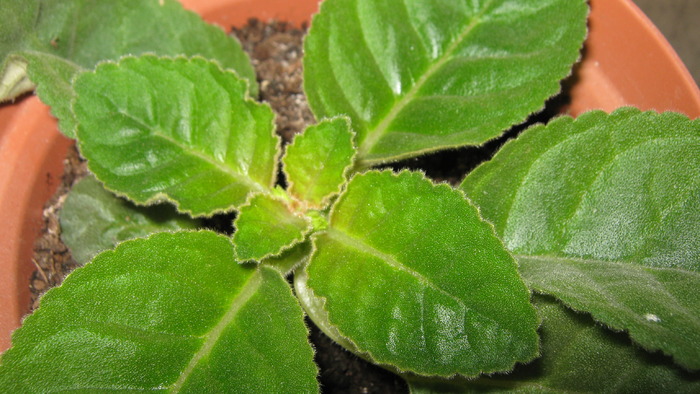 gloxenie alba