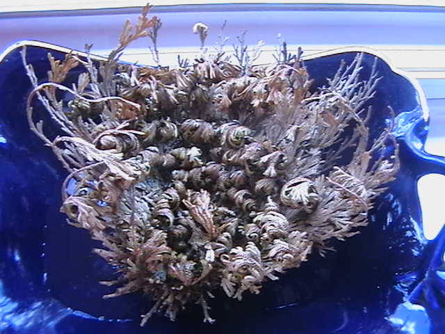 Rose de Jericho