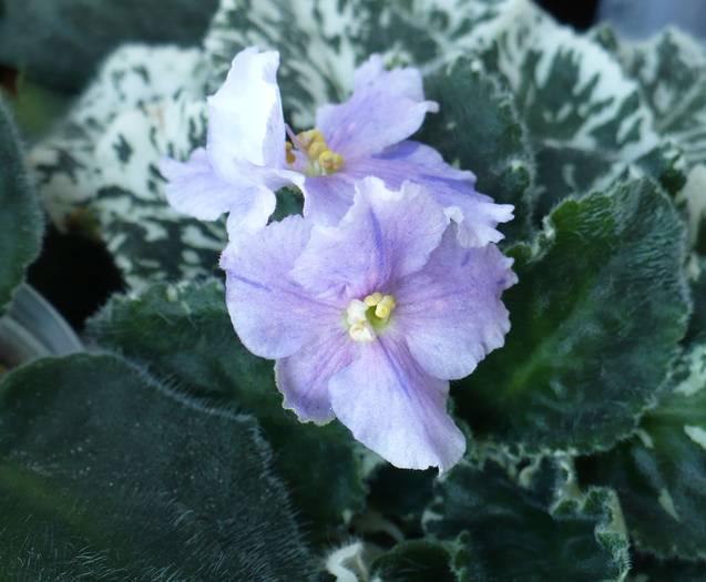 Pretty Miss Kelly - Saintpaulia - violete de camera