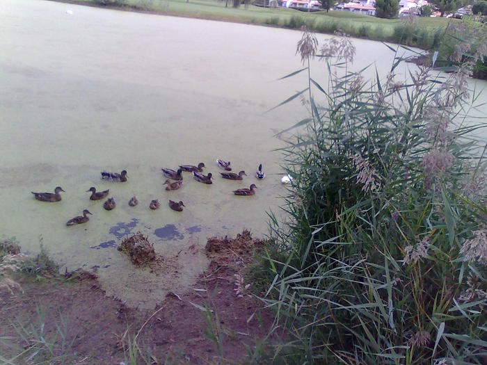 Imagine1041 - ApiMondia