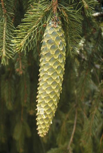 PICEA ABIES2 - Plante rasinoase