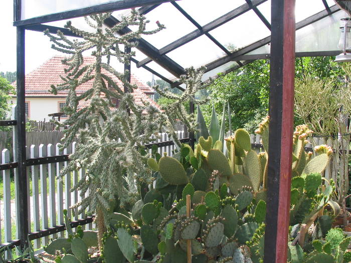 2009  mai colectia Marcu; Cylindropuntia imbricata v. arborescens, stanga, curand nu va mai avrea loc sub acoperis
