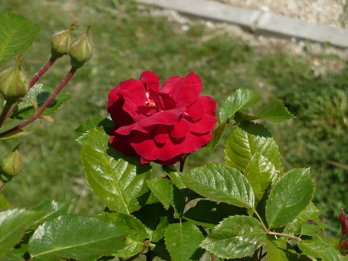 P1110839 - Herastrau 2009 mai 10