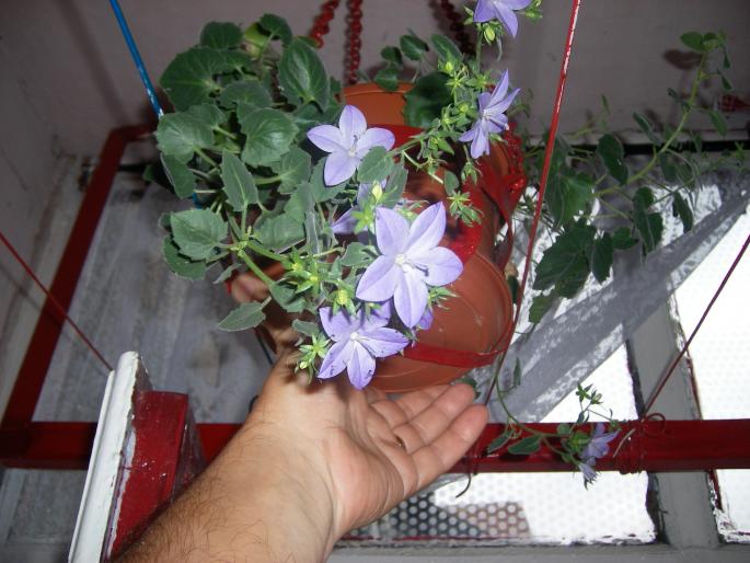 Flori 2008 