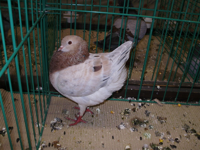 7537 mg 1 - 1507 partea 2