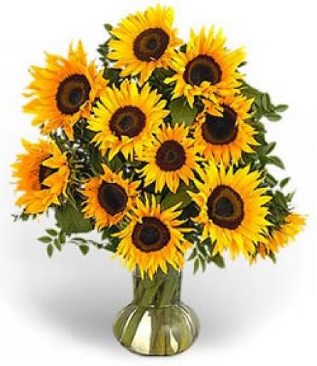 SunFlower01 - Flori - Flori