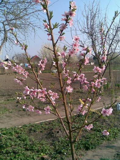 piersic - Pomii si arbusti fructiferi