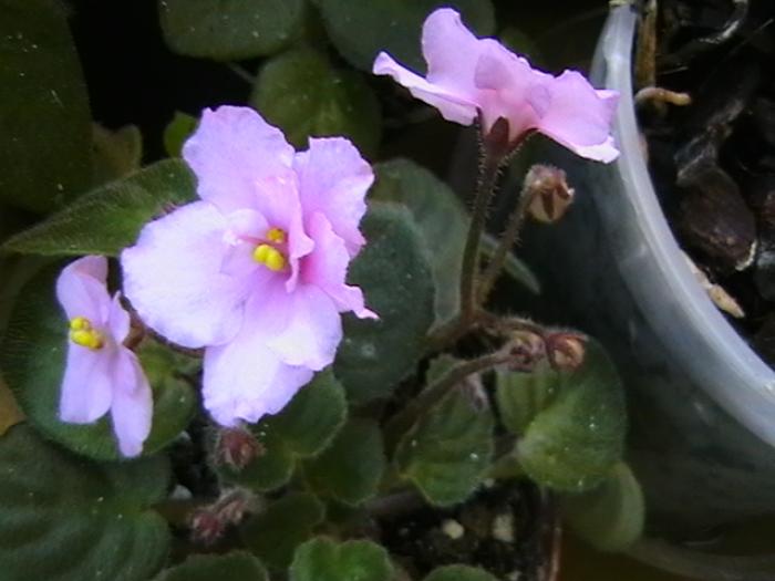 IMGA0569 - violete 2009