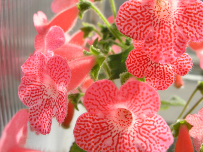 Kohleria Sunshine (5) - kohleria