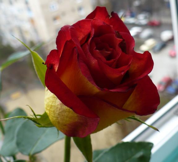 P1080633 - flori diverse