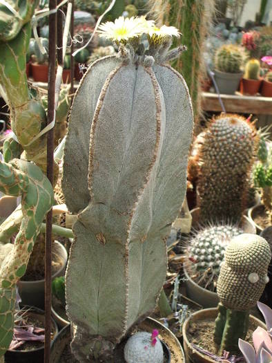 Astrophytum miriostygma v. columnare