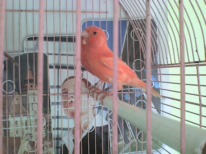 DSC00005 - canari