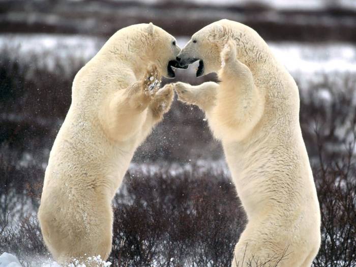 Sparring_Polar_Bears - Polar BEARS