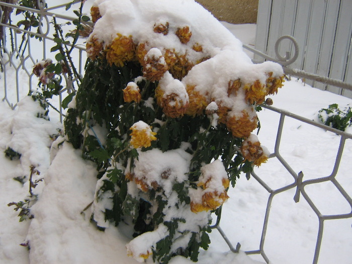 18 decembrie 009 - Crizanteme tufanele 2009