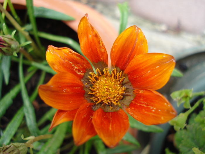 Gazania_Treasure Flower (2009, Sep.12)