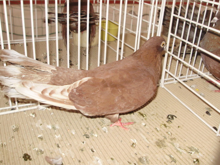 rosu tgv 3