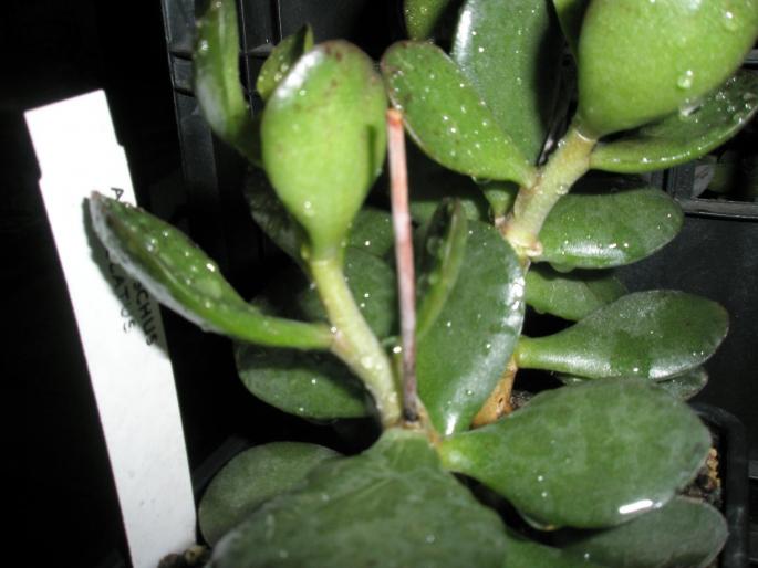 Adromischus maculatus