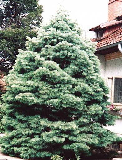 ABIES ALBA CONCOLOR - Plante rasinoase