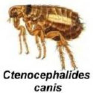 ctenocephalides canis