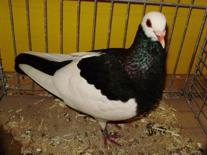 10379 bernhardiner schecken 0 10379 bernhardiner schecken 0