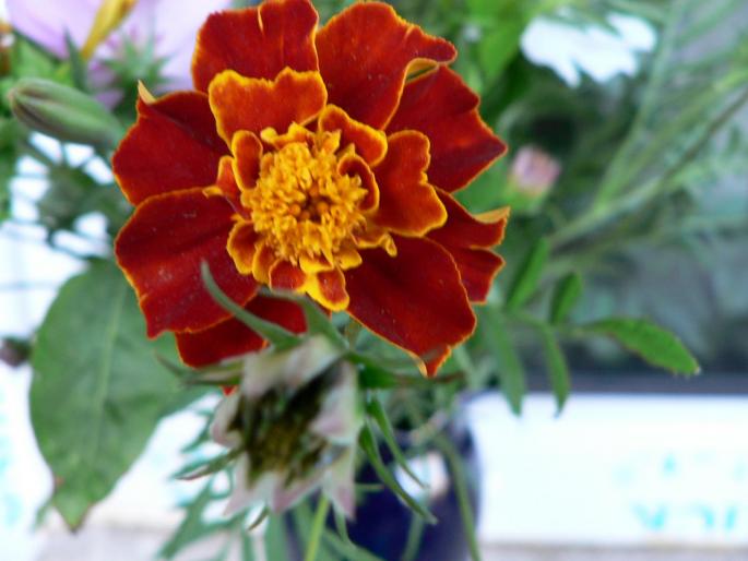 P1010235 - 2008 florii