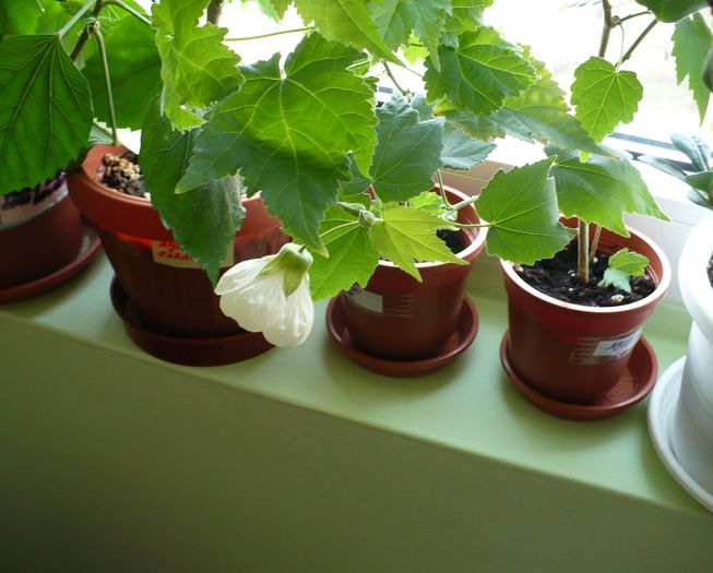 P1180051 - ABUTILONI