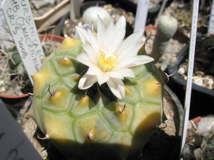 Turbinicarpus hb ( jauerningii ) - 21.07