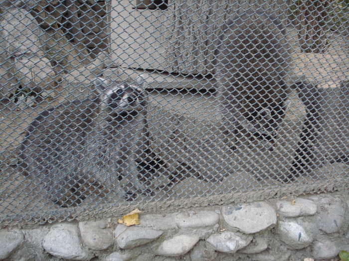 Picture 106 - zoo targoviste