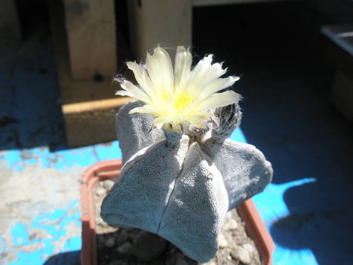 Astrophytum miryostigma 27.05 - Astrophytum