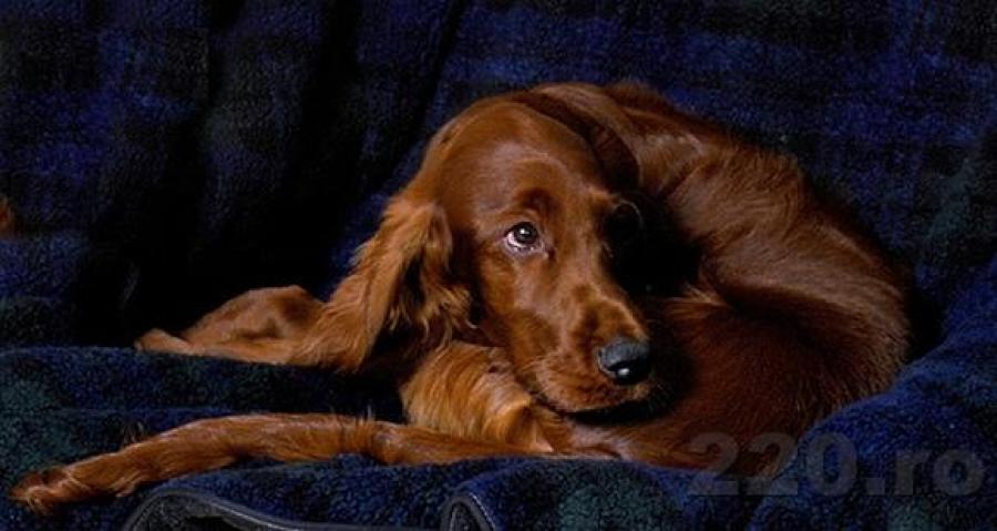 from_220_ro_16255 - animale si flori